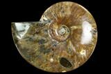 Polished Ammonite (Cleoniceras)- Madagascar #108247-1